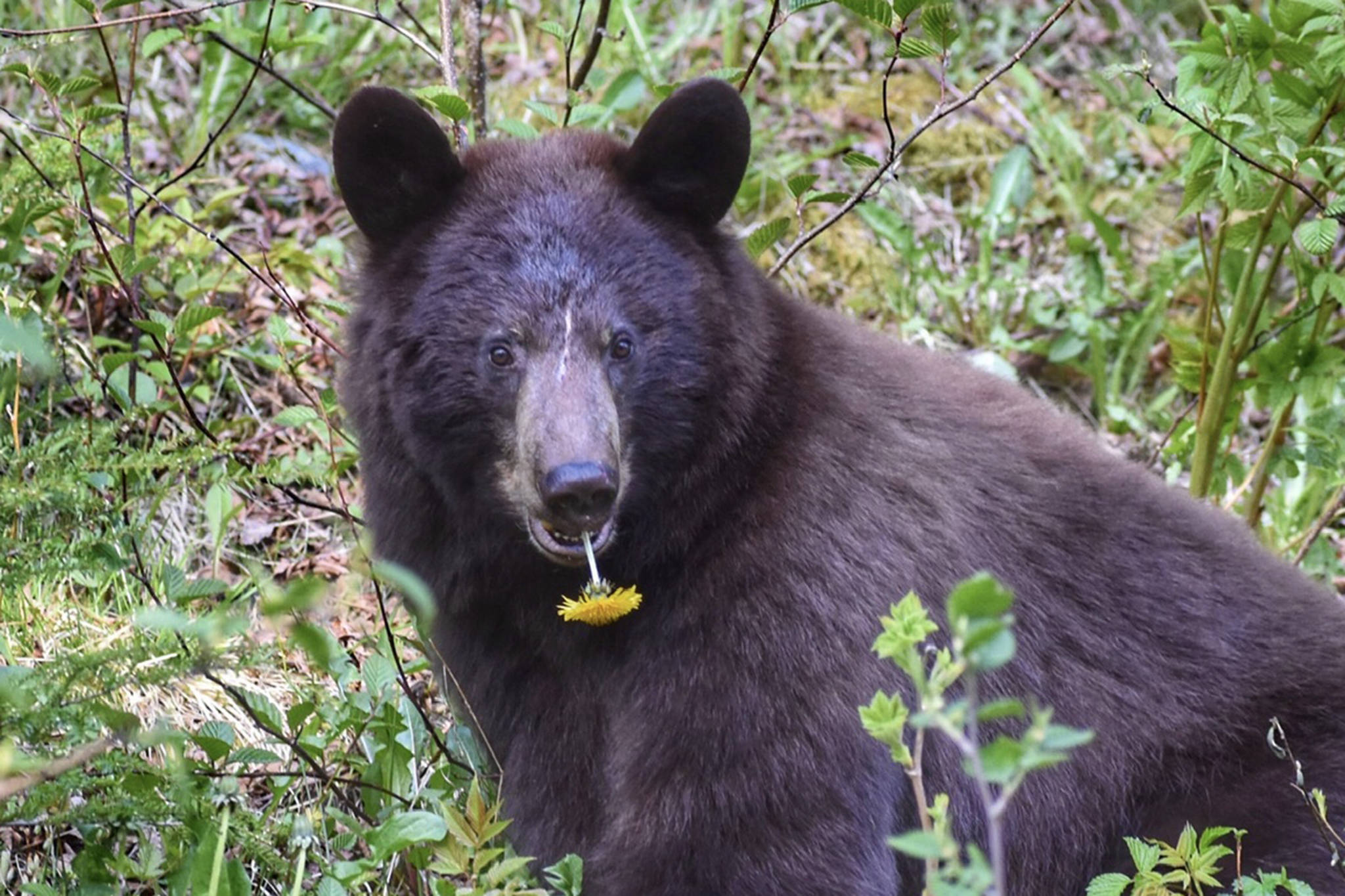 A black bear poses with a dandelion in her mouth near Shrine of St. Therese on May 22, 2021. (Courtesy Photo / Virginia Kelly)