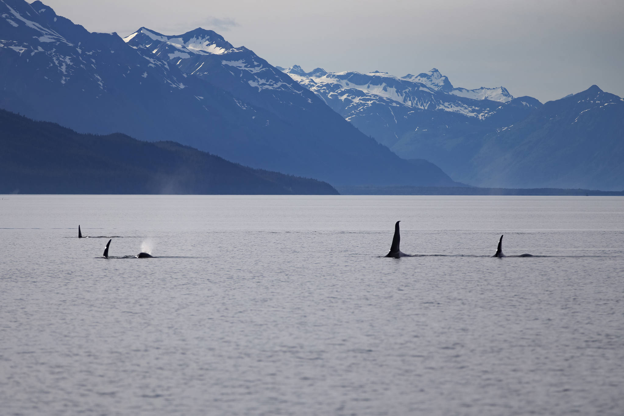 This June 18 photo shows an orca pod. It was taken on the Alaska Fjordlines from Juneau to Haines. (Courtesy Photo / John Riffey)