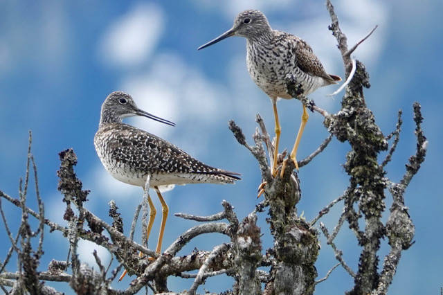 A nesting pair of greater yellowlegs, in a Petersburg muskeg on June 6. (Courtesy Photo/ Becky Knight)