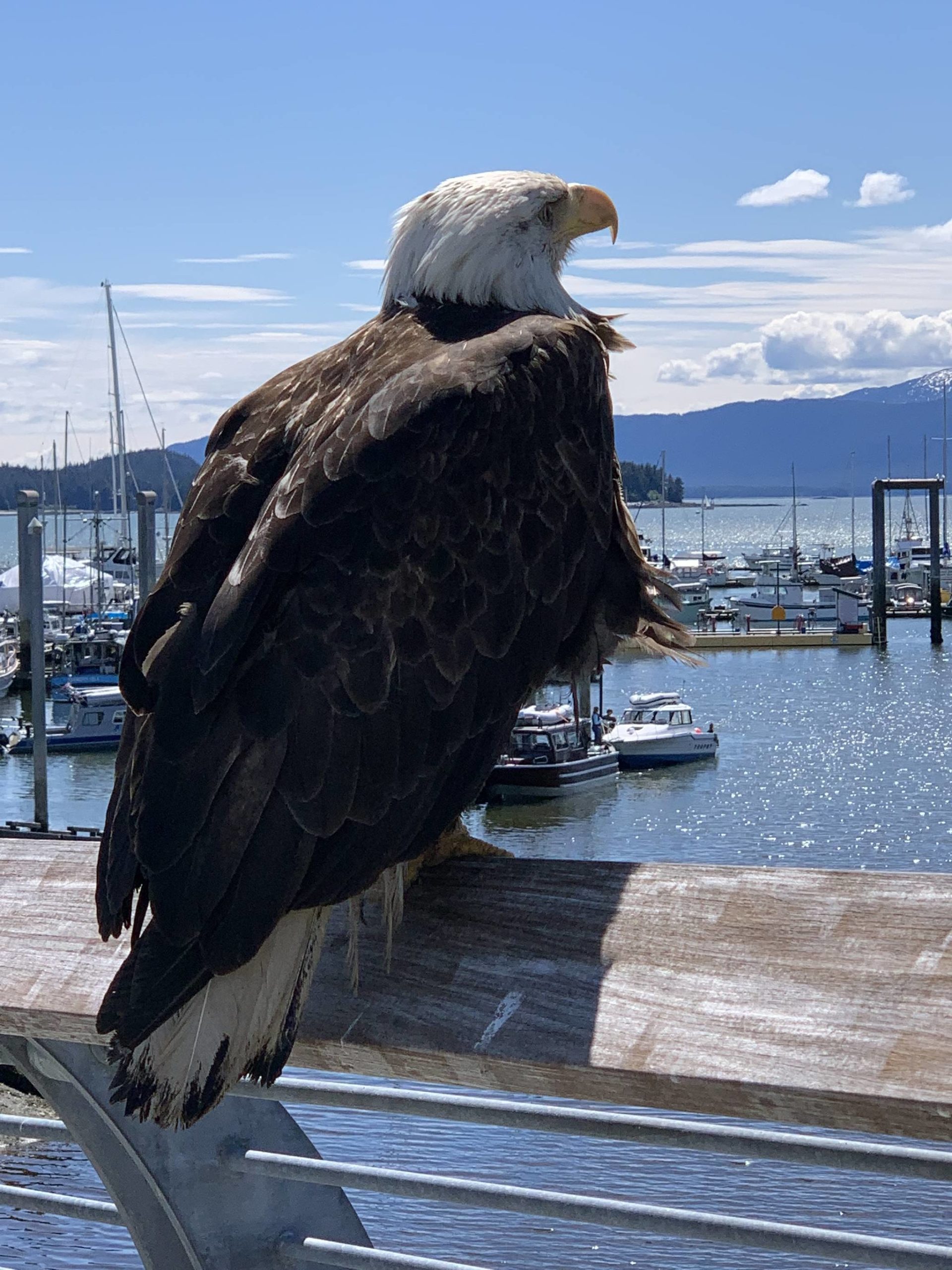 A bald eagle looks over Auke Bay on a sunny June 17. (Courtesy Photo / Paul Dick)