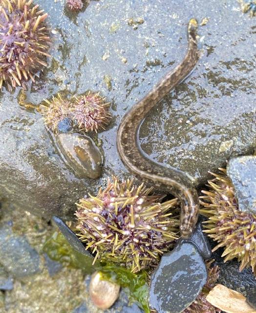 An active blennie scoots to hide between two sea urchins on May 29 at Shaman Island. (Courtesy Photo / Denise Carroll)