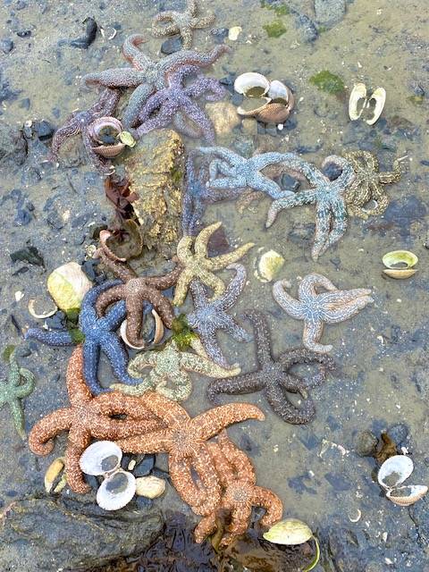 A rainbow of sea stars feasted on clams at low tide at Shaman Island on May 29. (Courtesy Photo / Denise Carroll)