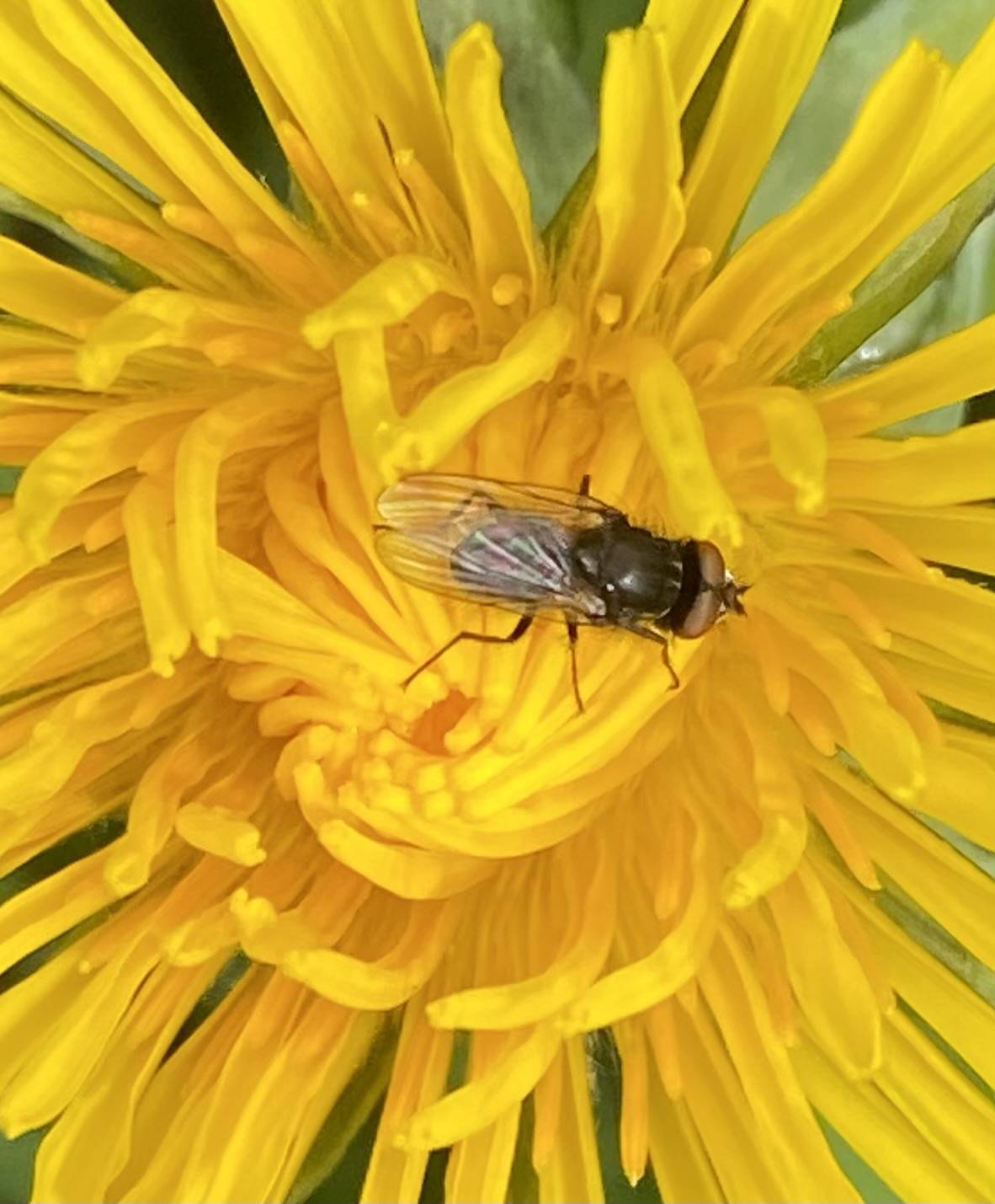 n insect weaves its way through the yellow maze of a roadside dandelion on June 4. (Courtesy Photo / Denise Carroll)