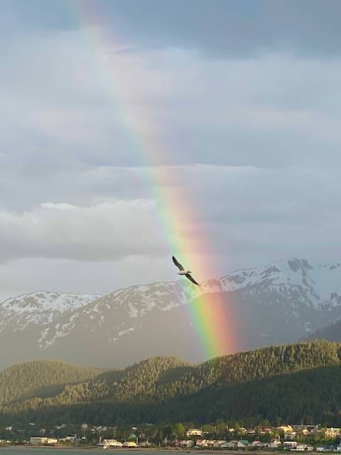 Somewhere over a rainbow, where the seagull flies. (Courtesy Photo / Denise Carroll)