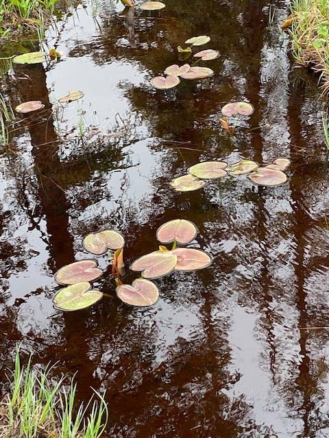 Lily pads and Sitka spruce reflections in a meadow pond along Auke Nu trail on June 16. (Courtesy Photo / Denise Carroll)