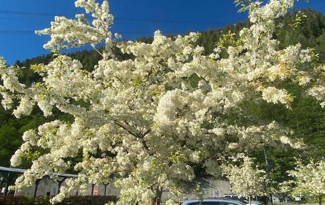 Apple blossoms cover this tree in downtown Juneau on June 19. (Courtesy Photo / Denise Carroll)