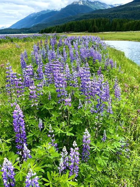 Blooming lupine along Cowee Creek on June 23. (Courtesy Photo / Denise Carroll)