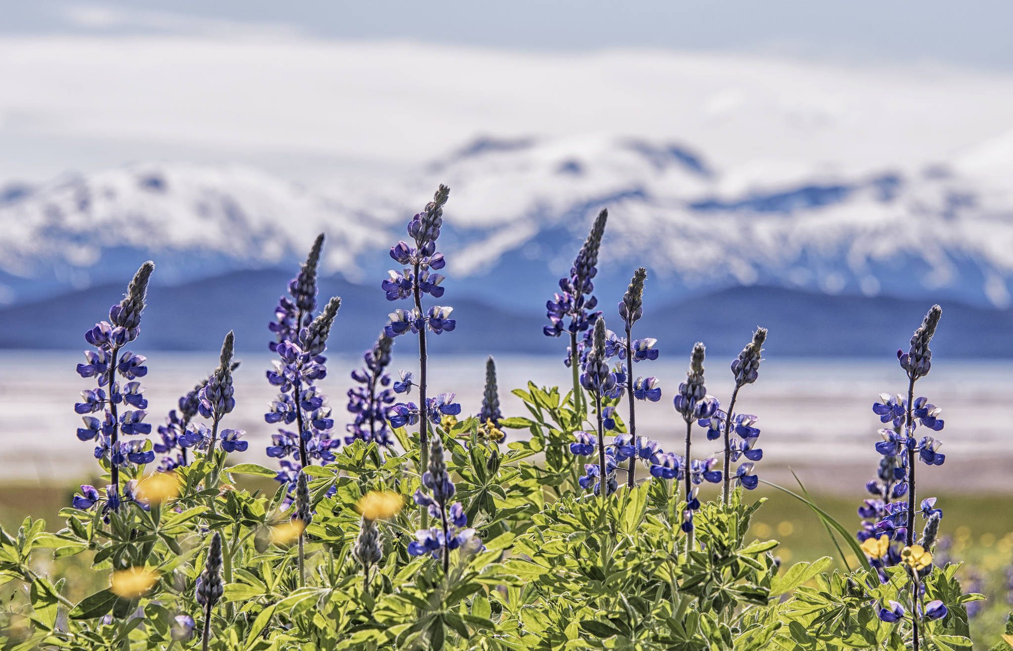 Lupine bloom by Eagle Beach with the Chilkat Range in the background on June 17, 2021. (Courtesy Photo / Kenneth Gill, gillfoto)