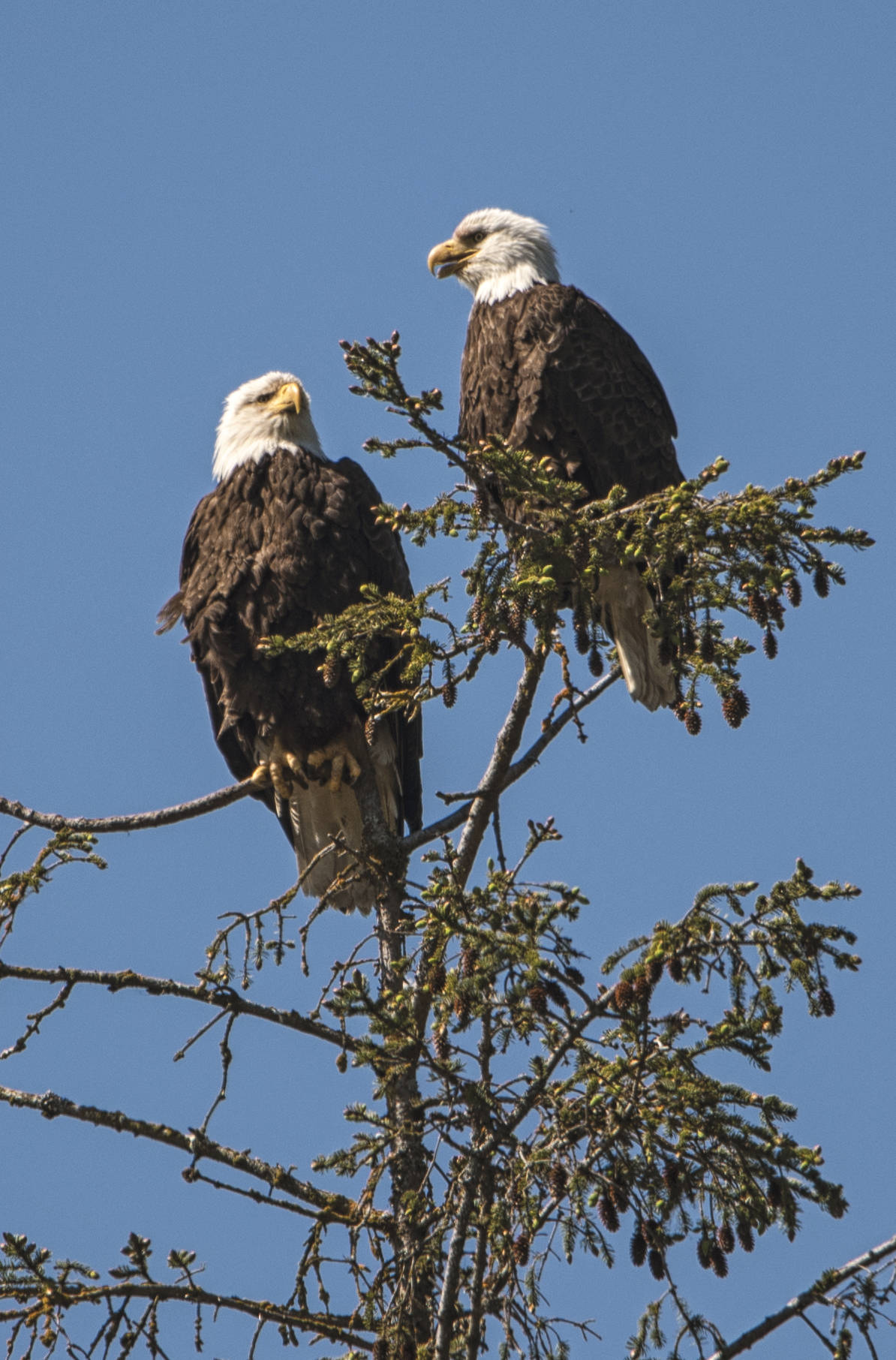A pair of bald eagles perch atop a Hemlock tree in the Eagle Beach recreational area. (Courtesy Photo / Kenneth Gill, gillfoto)