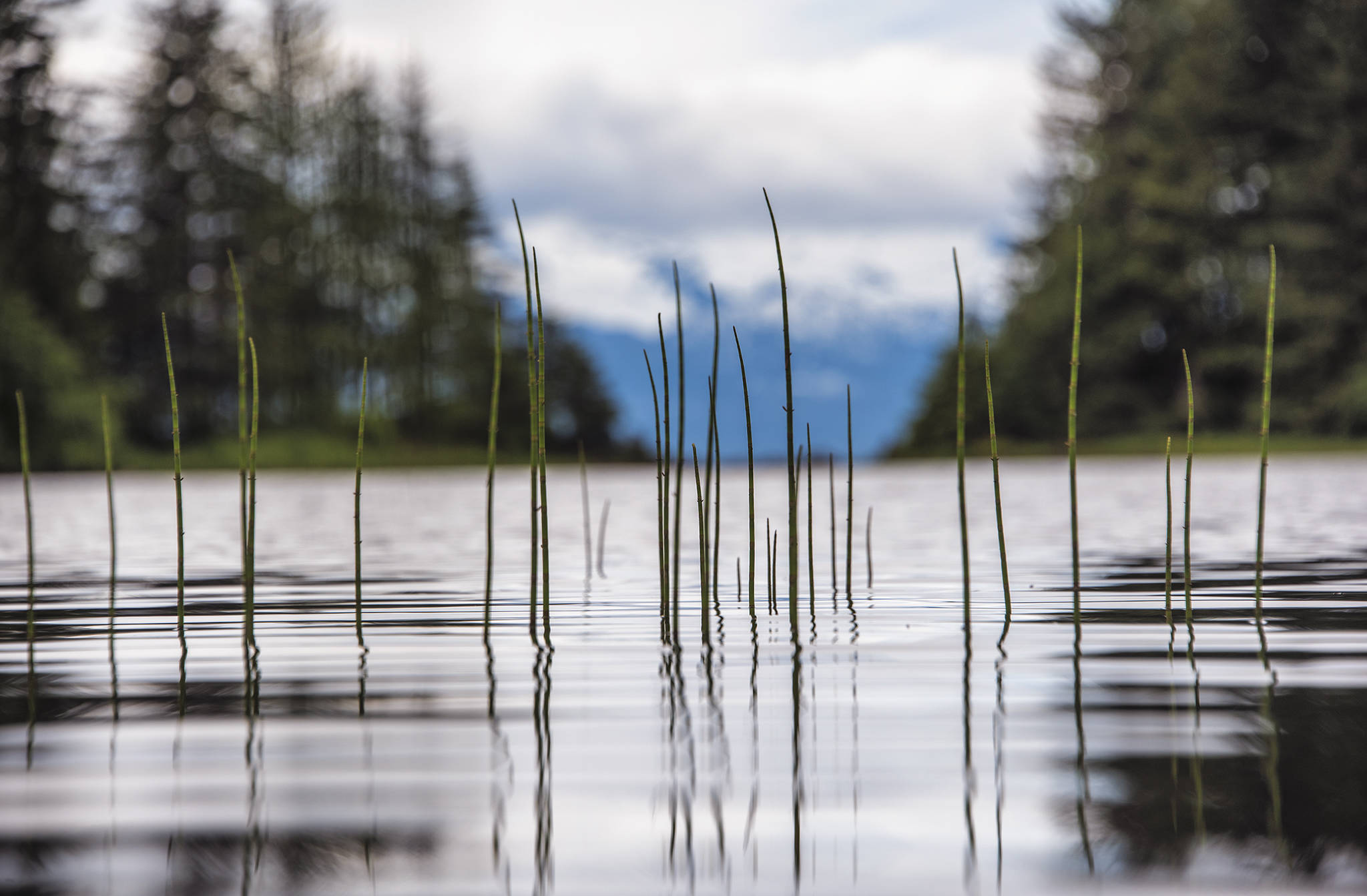 Grass rises from the depths of Salt Chuck Peterson Pond on June 22. (Courtesy Photo / Kenneth Gill, gillfoto)