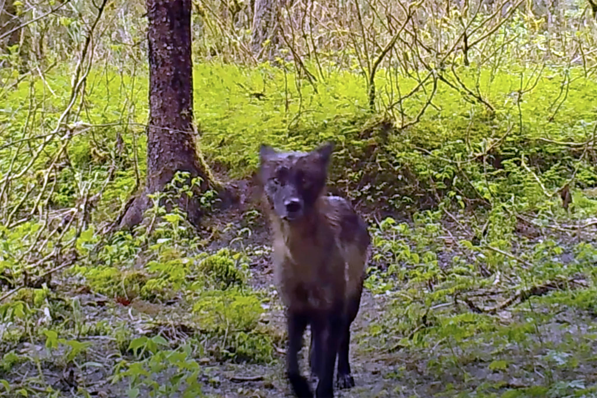 This screenshot taken from a trail cam video posted to the Dan Gaines Juneau AK YouTube channel shows a young wolf in the Juneau area. (Screenshot)