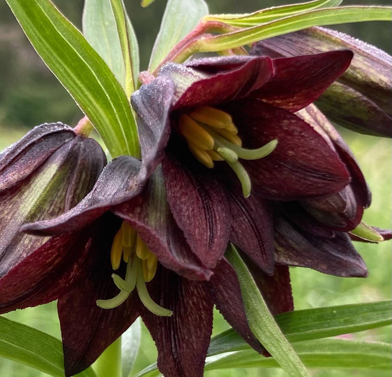 This photo shared on June 19 shows a chocolate lily. (Courtesy Photo / Deborah Rudis)