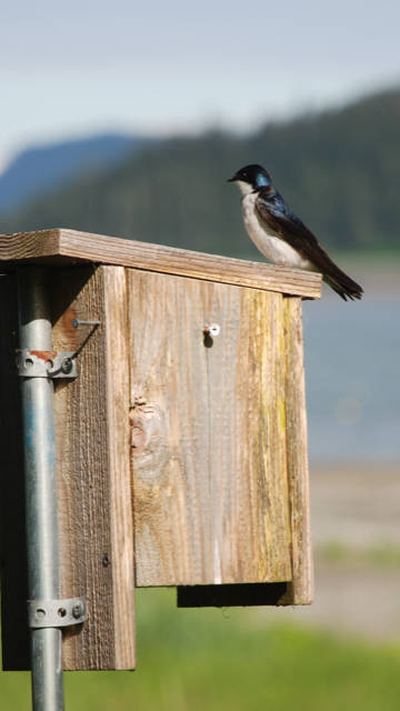 A tree swallow found a home on North Douglas. (Courtesy Photo / Bill Andrews)