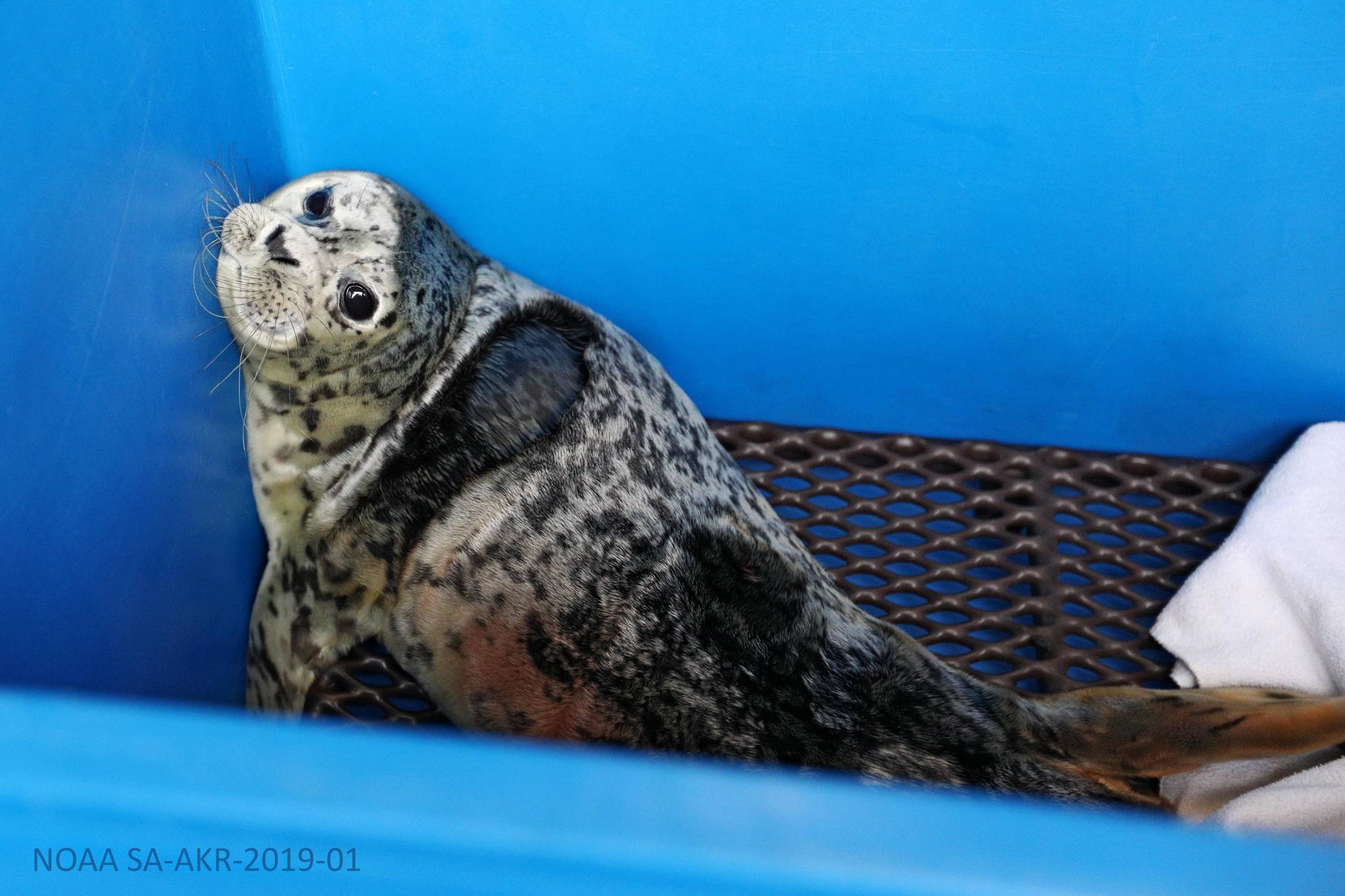 A newborn harbor seal is found and transported to the Alaska SeaLife Center in Seward, Alaska, on Thursday, May 27, 2021. (Photo by the Alaska SeaLife Center)