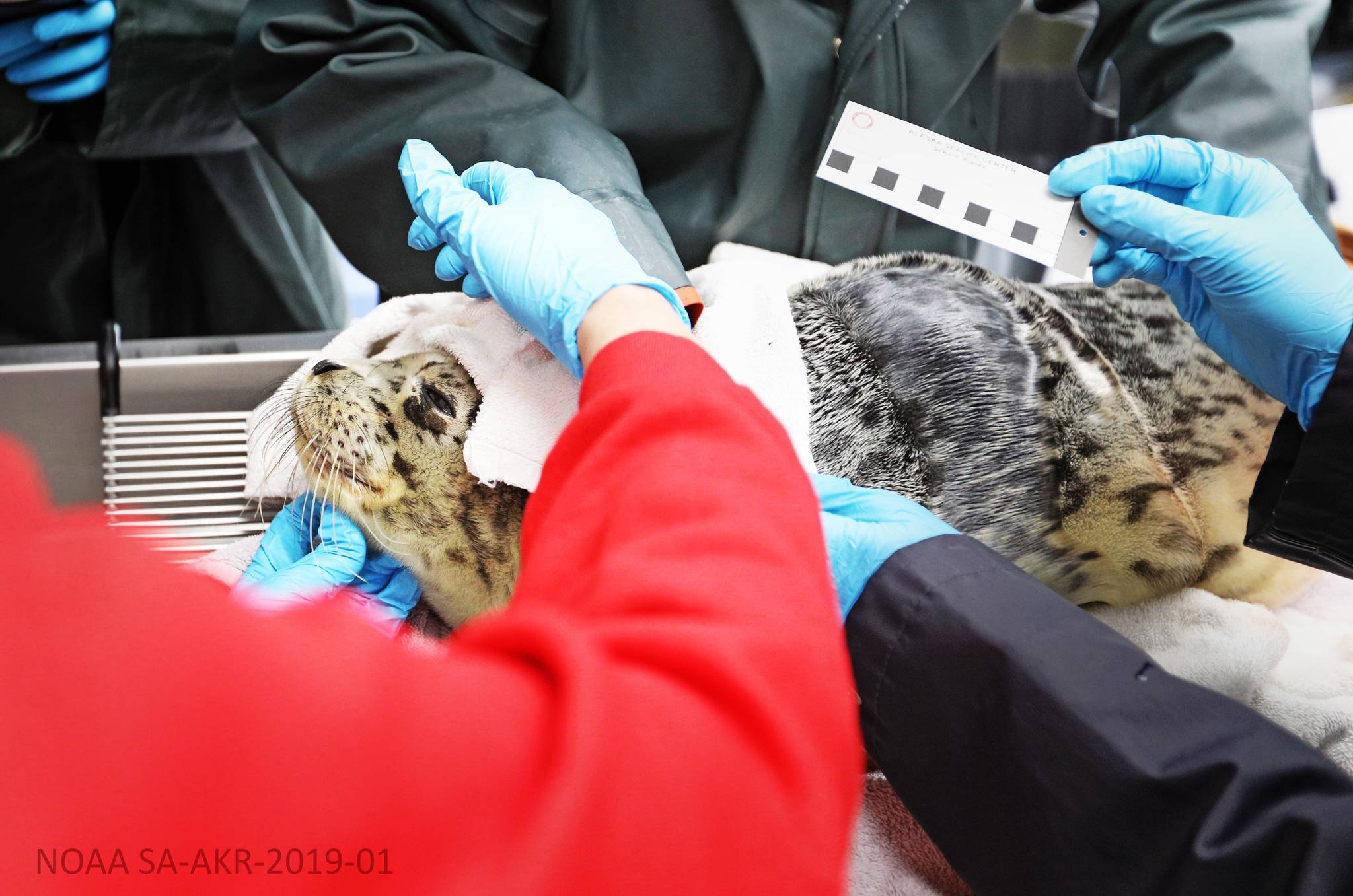 A newborn harbor seal is found and transported to the Alaska SeaLife Center in Seward, Alaska, on Thursday, May 27, 2021. (Photo by the Alaska SeaLife Center)