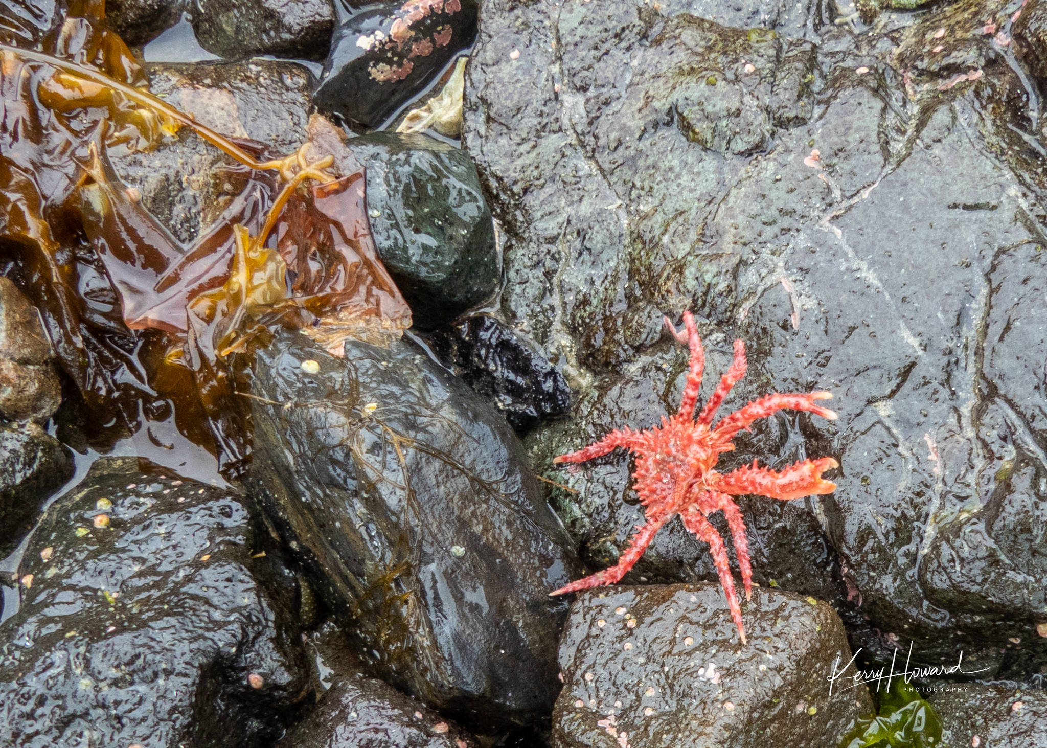 A tiny king crab scrambles over rocks at low tide (Courtesy Photo / Kerry Howard)