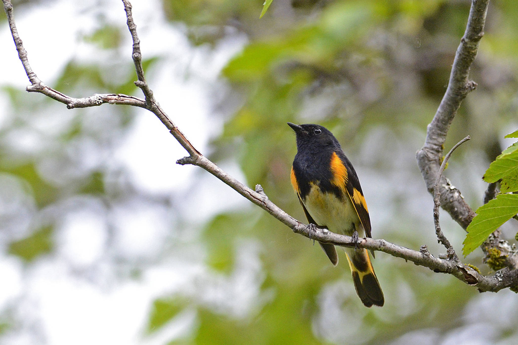 An adult male American redstart is brightly attired with contrasting black and orange (Courtesy Photo /Mark Schwann)