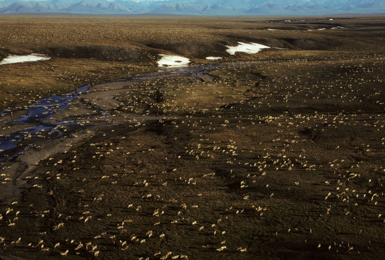 This undated aerial photo provided by U.S. Fish and Wildlife Service shows a herd of caribou on the Arctic National Wildlife Refuge in northeast Alaska. The Biden administration is suspending oil and gas leases in Alaska’s Arctic National Wildlife Refuge as it reviews the environmental impacts of drilling in the remote region.(U.S. Fish and Wildlife Service)