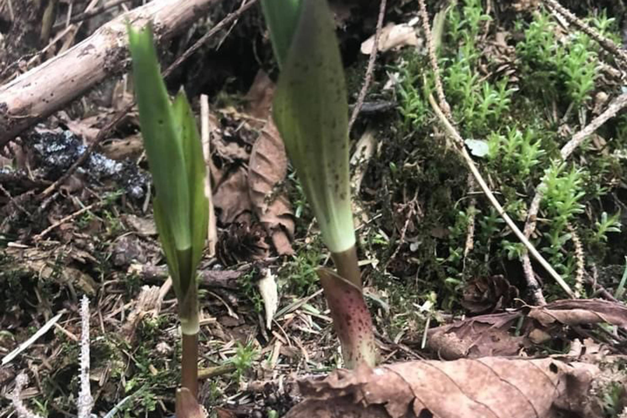 The first rule of wild harvesting is, “Don’t harvest what you don’t know.” It’s also the second rule. That’s because for a novice harvester, it can be easy to confuse the potentially deadly false hellebore with watermelon berry shoots. (Courtesy Photo / Vivian Mork Yéilk’)