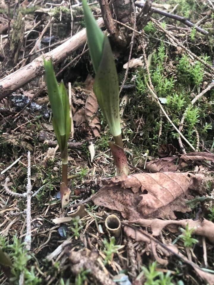 The first rule of wild harvesting is, Dont harvest what you dont know. Its also the second rule. Thats because for a novice harvester, it can be easy to confuse the potentially deadly false hellebore with watermelon berry shoots. (Courtesy Photo / Vivian Mork Yéilk)