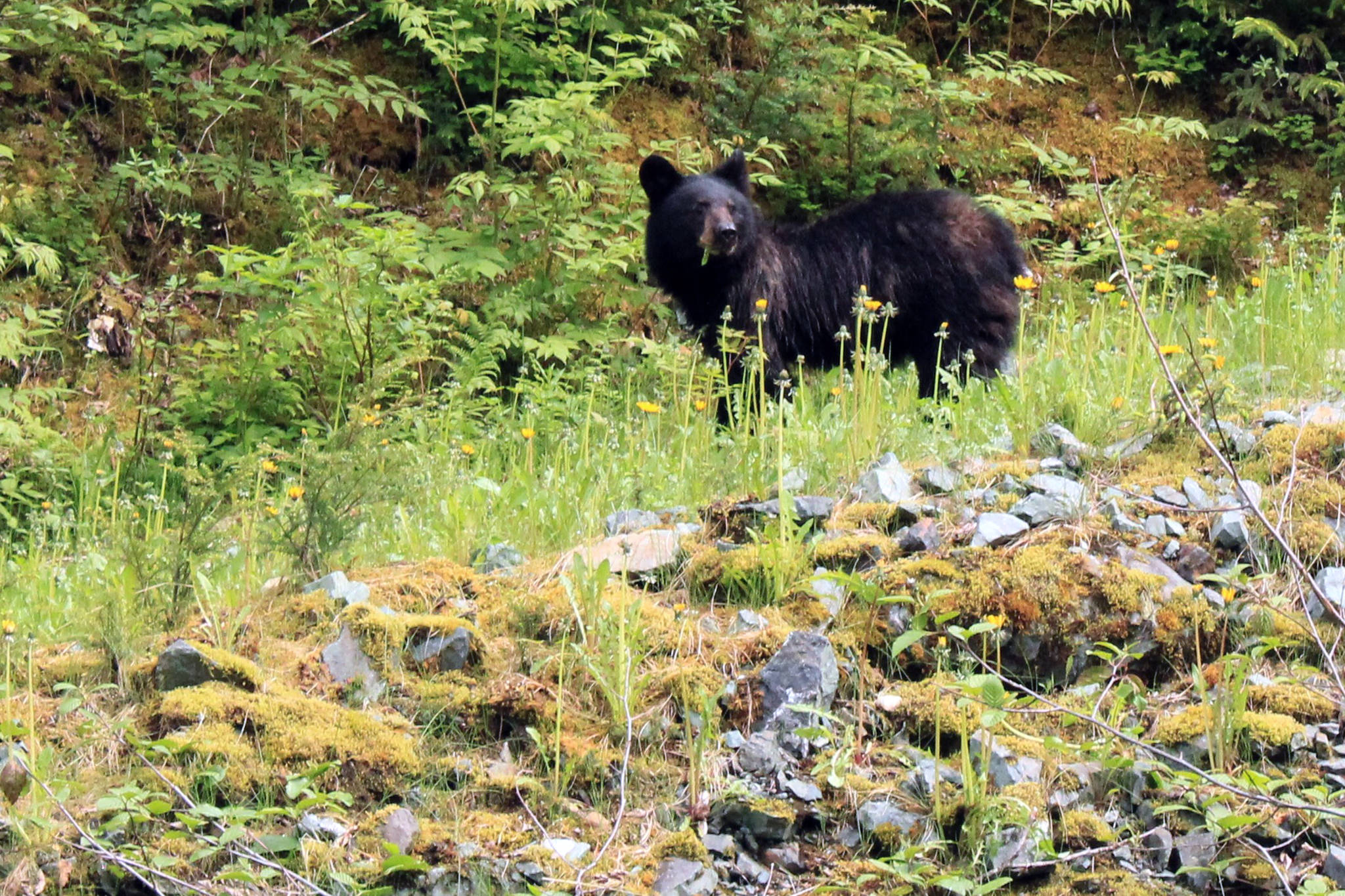 Encounters with bears like this one near the Shrine of St. Therese are on track for a normal year right now, but the berry and salmon seasons are too early to call right now, say biologists. (Dana Zigmund / Juneau Empire)