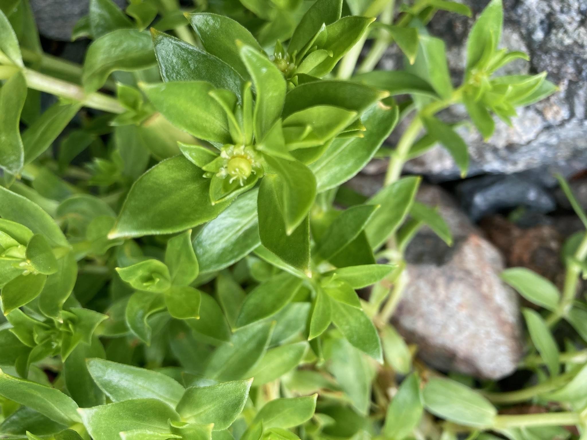 Female flowers of beach greens have tiny petals and no male parts. (No stamens are visible) (Courtesy Photo / Mary F. Willson)