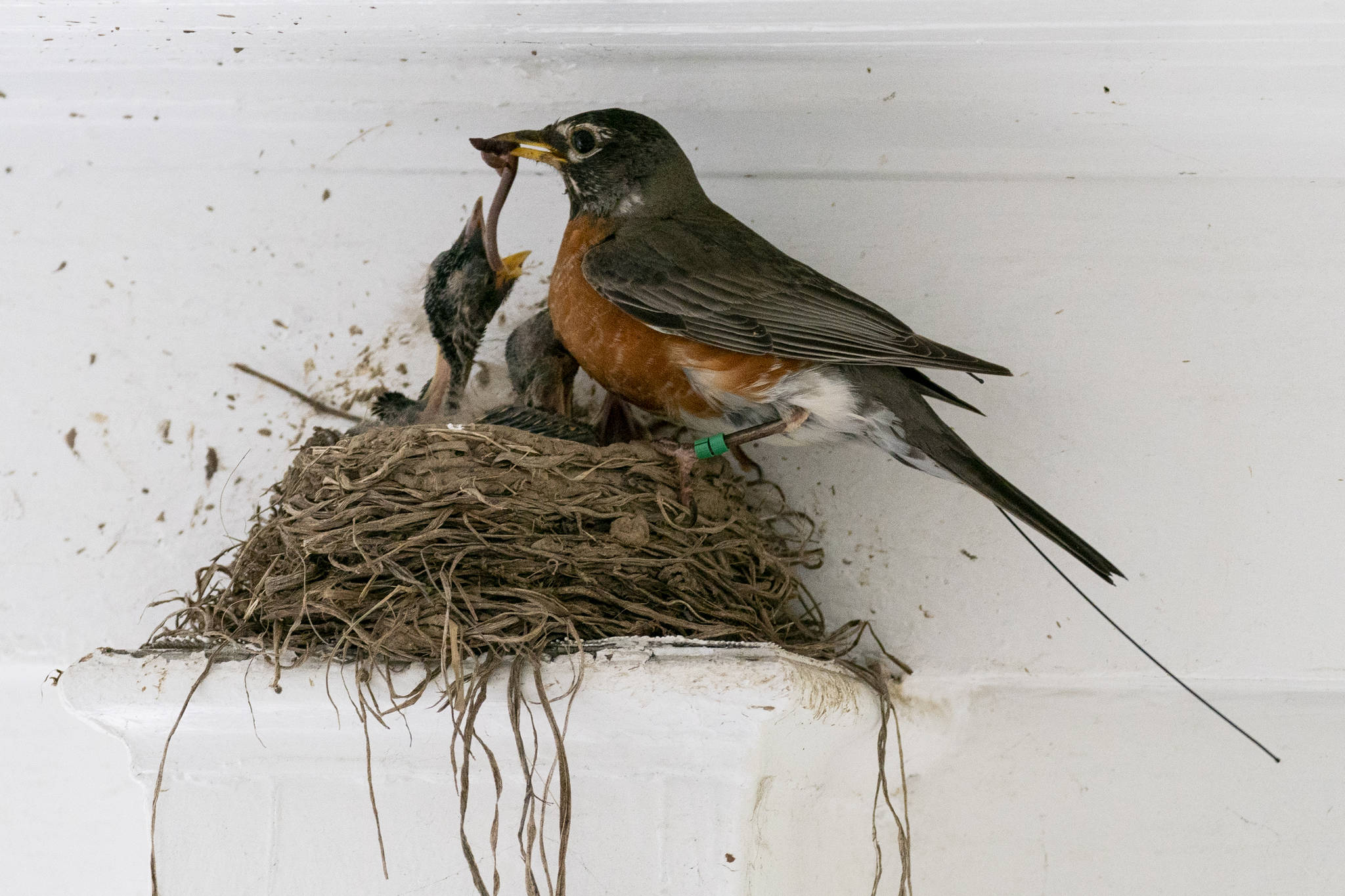 The antenna of an Argos satellite tag extends past the tail feathers of a female American robin as she feeds a worm to her hungry nestlings on a front porch in Cheverly, Md., Sunday, May 9, 2021. A new antenna on the International Space Station and receptors on the Argos satellite, combined with the shrinking size of tracking chips and batteries, are allowing scientists to remotely monitor small animal and songbird movements in much greater detail than ever before. (AP Photo / Carolyn Kaster)