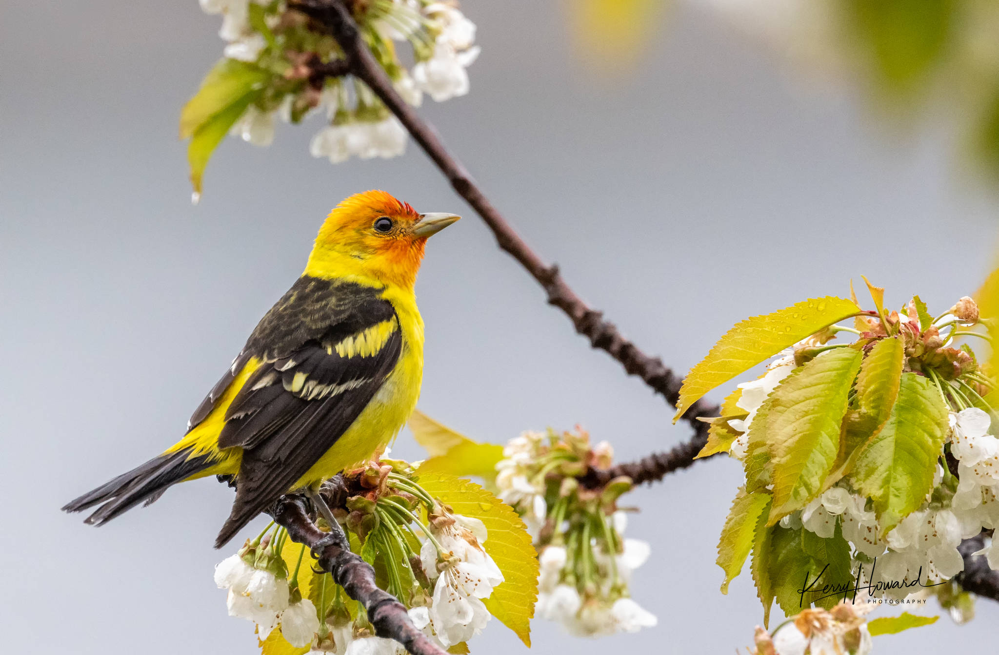 A male western tanager’s red color comes by a different pathway than the yellow, although both are carotenoid pigments. (Courtesy Photo / Kerry Howard)