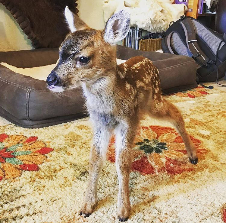 Courtesy photo / Corrine Ferguson 
Iris, a baby Sitka black-tailed deer found on Kruzof Island, was rehomed by Alaska Department of Fish and Game and Alaska Wildlife Trooper personnel after being “rescued” over the weekend.