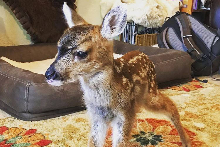 Iris, a baby Sitka black-tailed deer found on Kruzof Island, was rehomed by Alaska Department of Fish and Game and Alaska Wildlife Trooper personnel after being “rescued” over the weekend. (Courtesy photo / Corrine Ferguson)