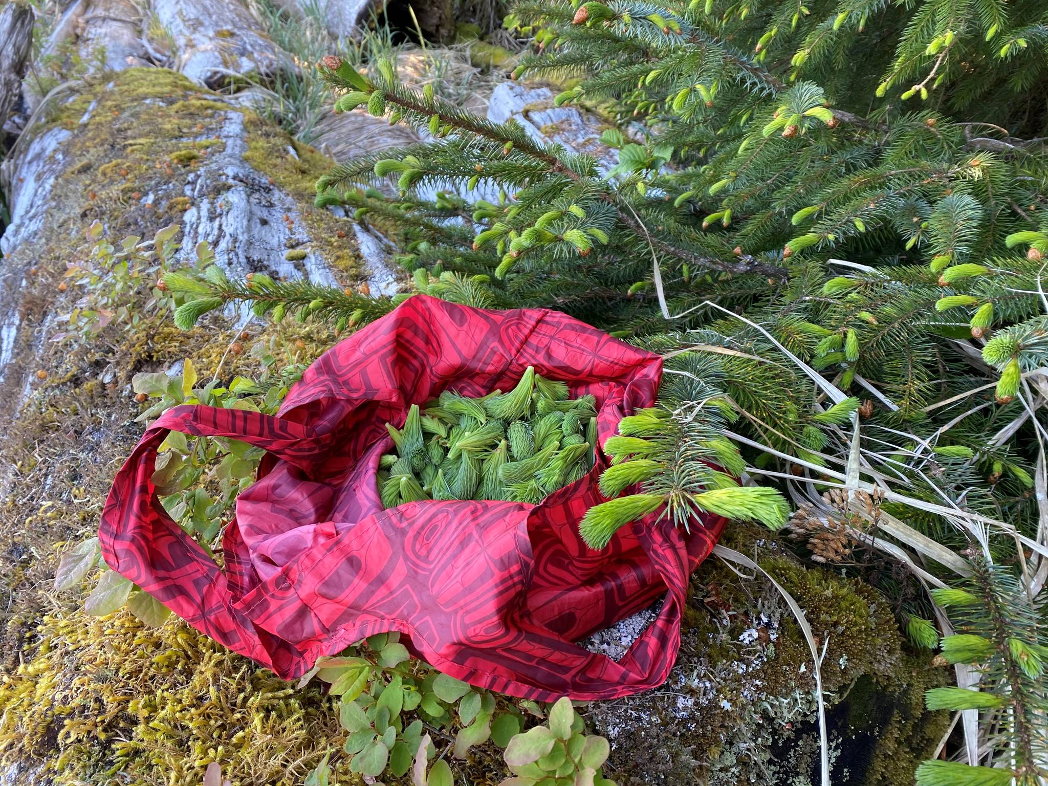 Harvested spruce tips sit in waterproof cloth bag(Vivian Faith Prescott / For the Capital City Weekly)