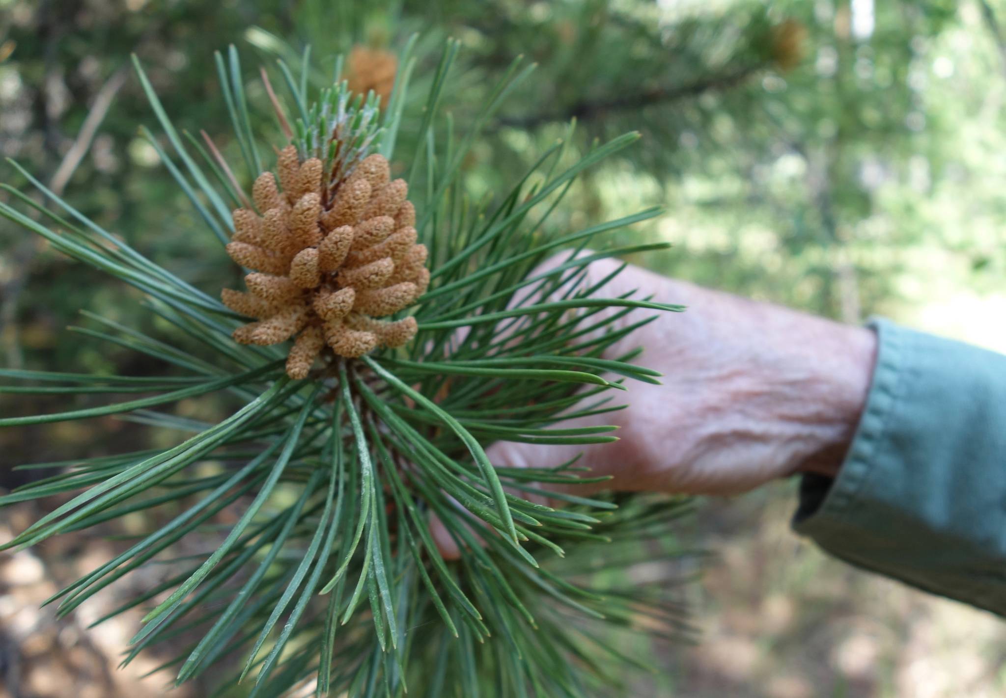 Courtesy Photo / Ned Rozell 
Artist Kes Woodward holds the tip of a lodgepole pine branch in a UAF exotic tree plantation.