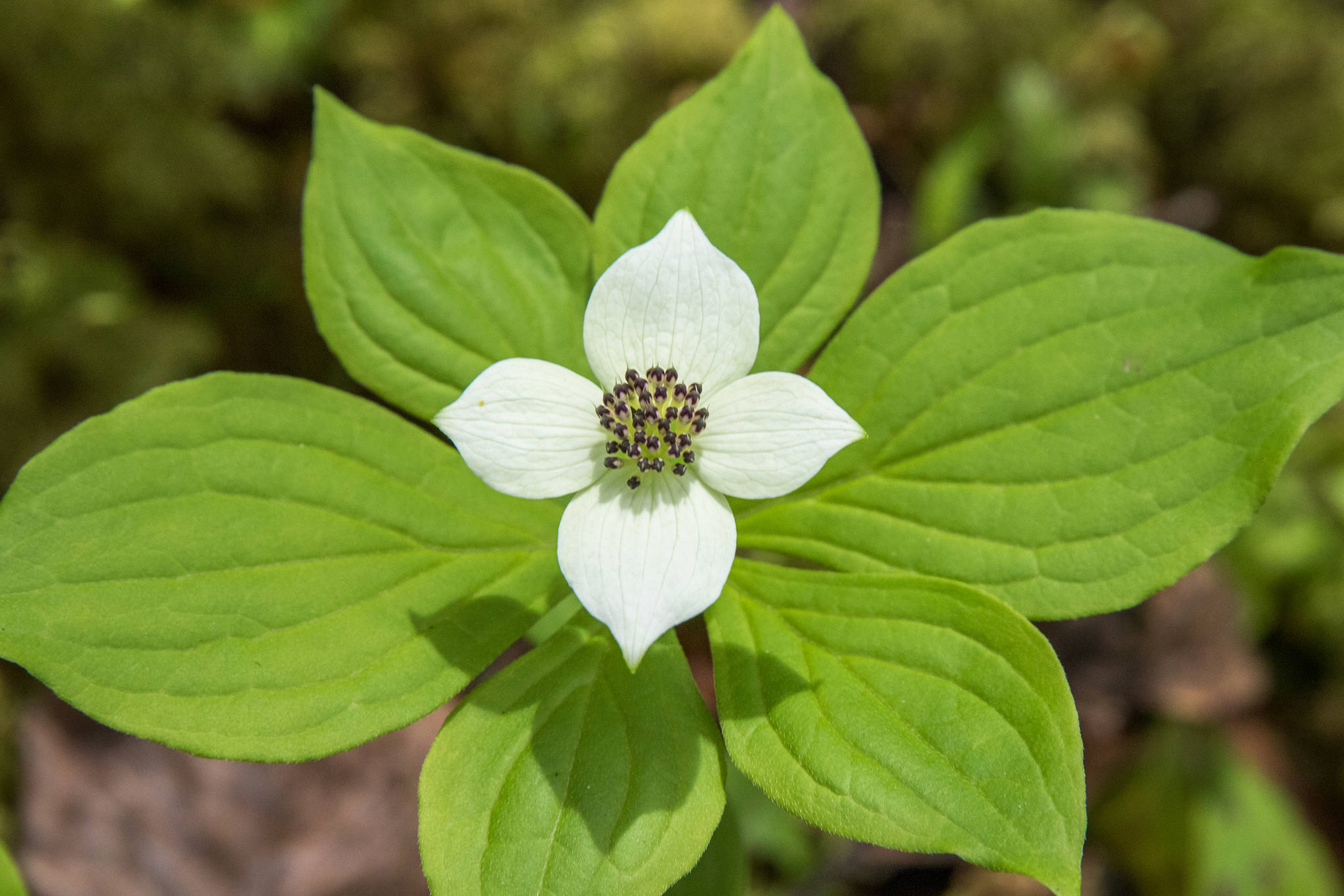 The showy white bracts of dwarf dogwood surround a cluster of flowers that are just starting to open. (Courtesy Photo / Kerry Howard)