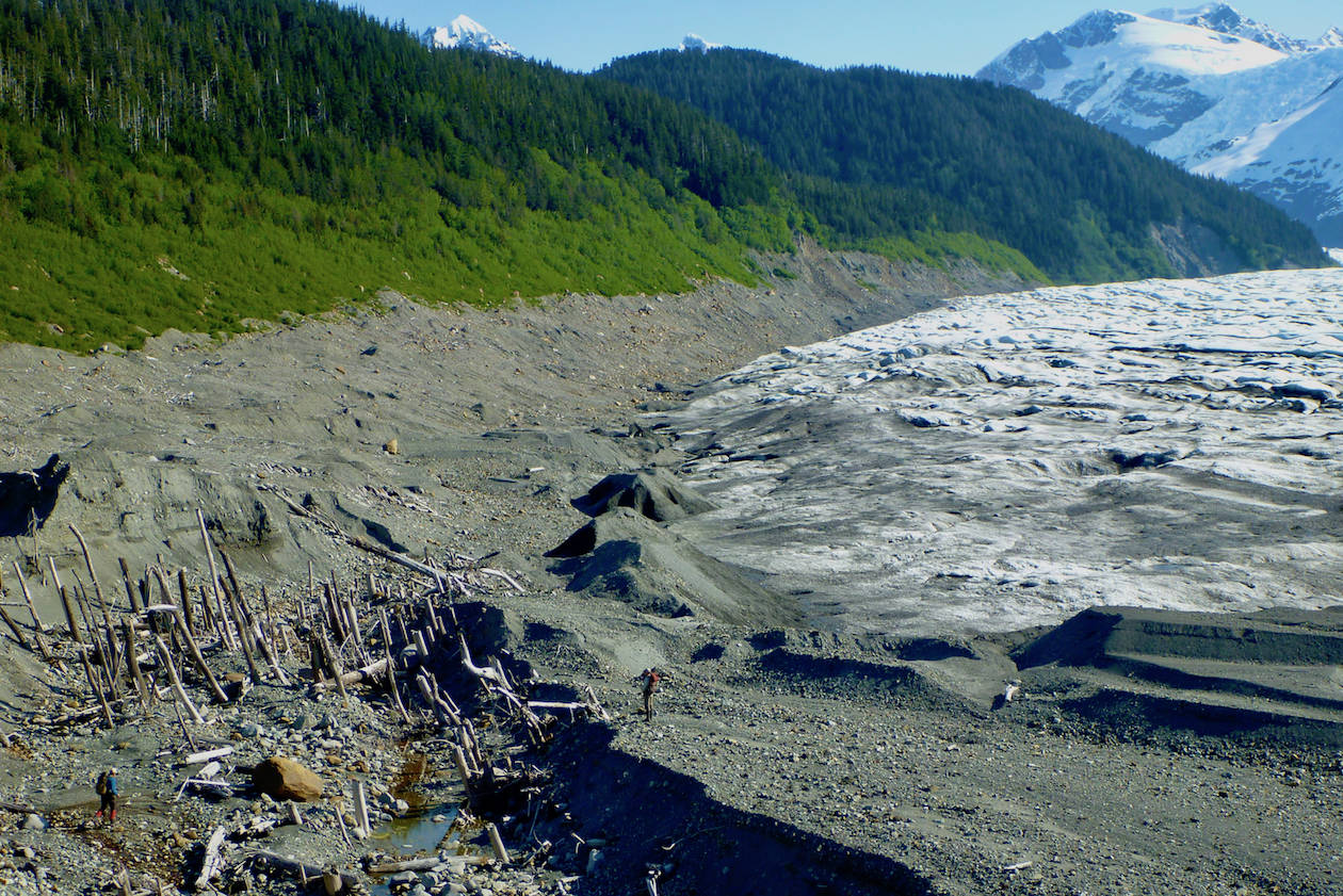A “ghost forest” exposed as La Perouse Glacier in Southeast Alaska retreated. In the past, the glacier ran over the rainforest trees. Two people are also in the photo. (Courtesy Photo / Ben Gaglioti)