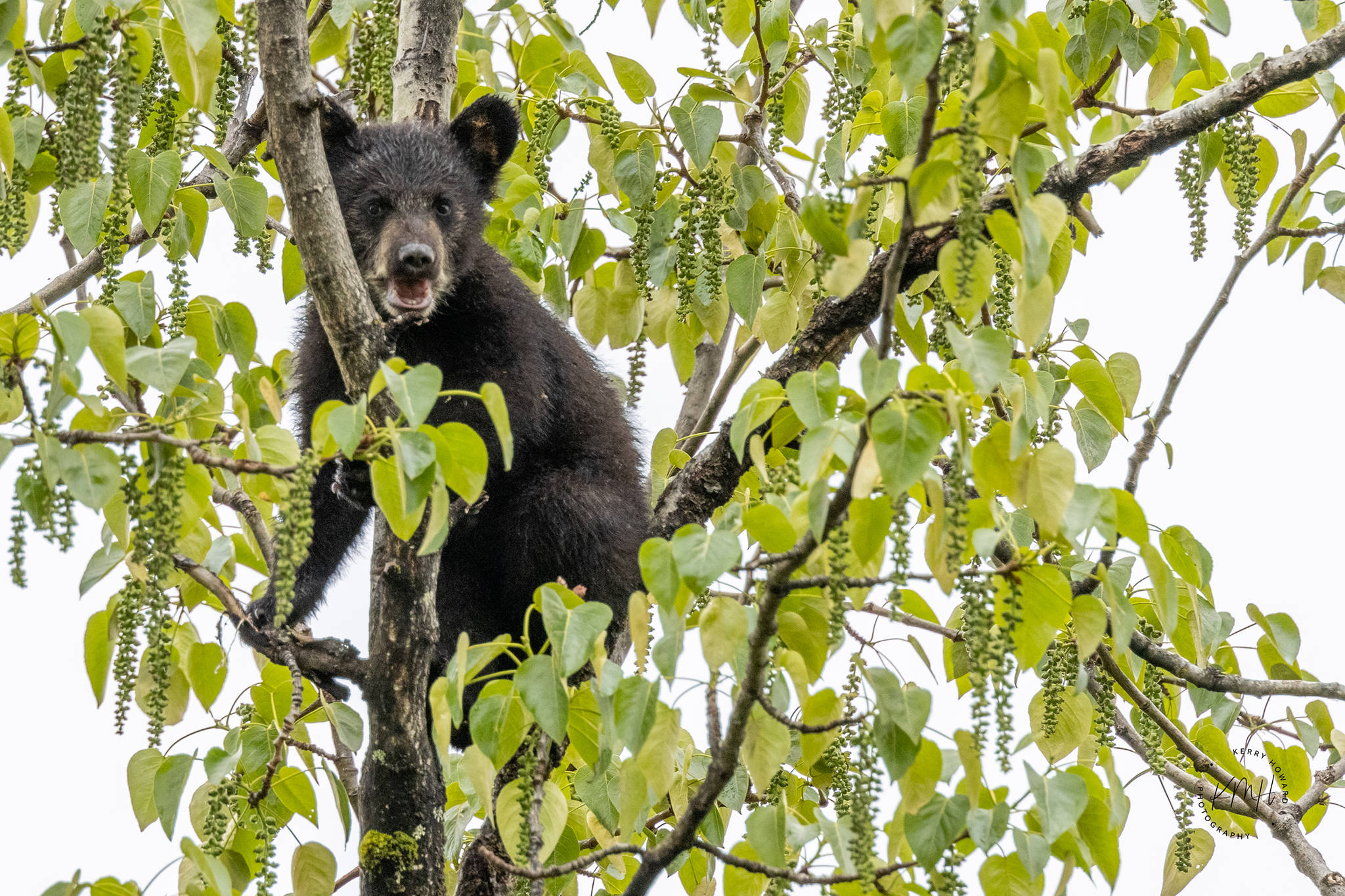 A bear cub perches high in a cottonwood tree