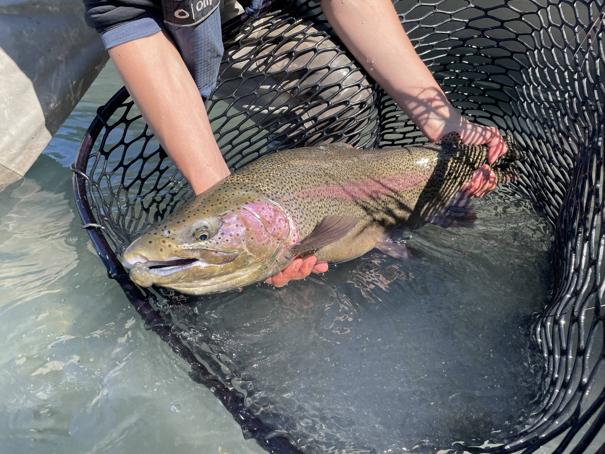 The author's wife releases a Kenai River rainbow trout during the first day of their honeymoon on the Kenai Peninsula. (Jeff Lund / For the Juneau Empire)