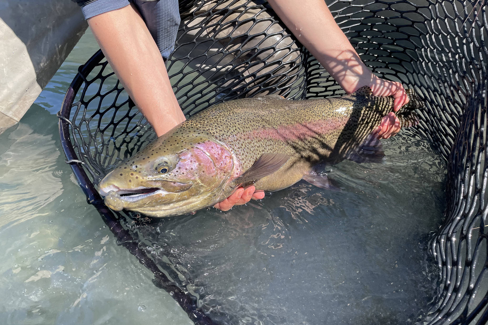 The author's wife releases a Kenai River rainbow trout during the first day of their honeymoon on the Kenai Peninsula. (Jeff Lund / For the Juneau Empire)