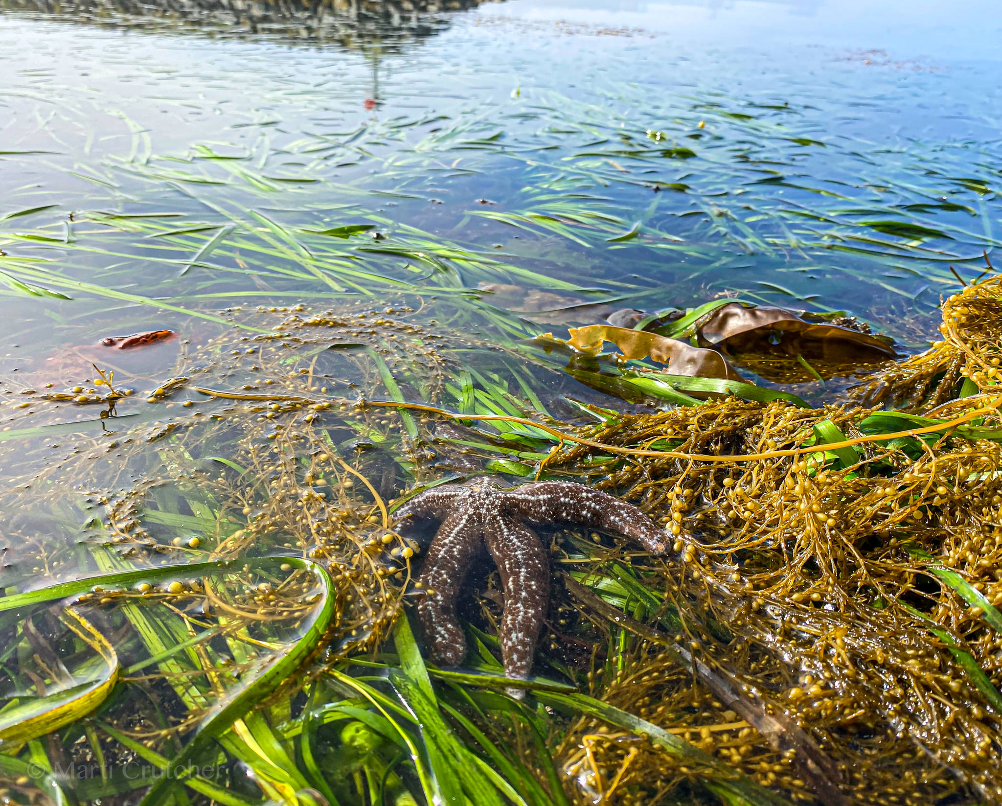 A starfish recedes into the ocean in Craig. 6/26. (Courtesy Photo / Marti Crutcher)