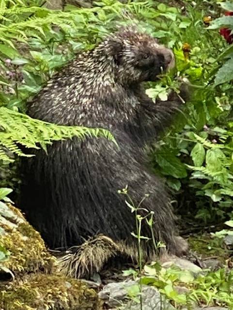 A porcupine munches away at greens in a Juneau backyard on June 18. (Courtesy Photo / Denise Carroll)