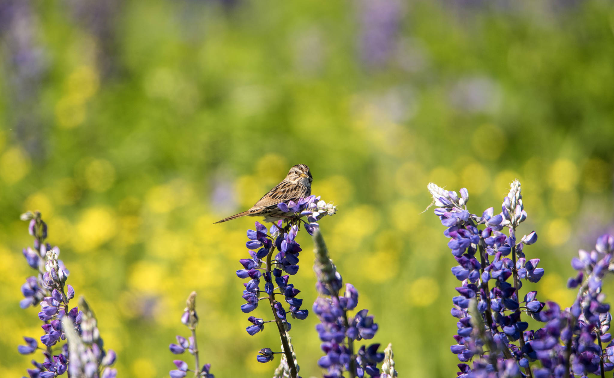 Pine Siskin perches on Lupine at Cowee Meadows. (Courtesy Photo / Kenneth Gill, gillfoto)