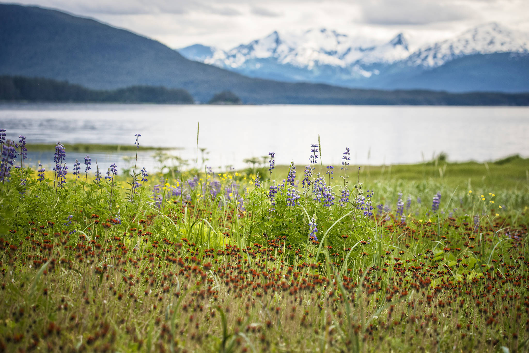 This photo shows wild flowers at Eagle Beach. (Courtesy Photo / Kenneth Gill, gillfoto)