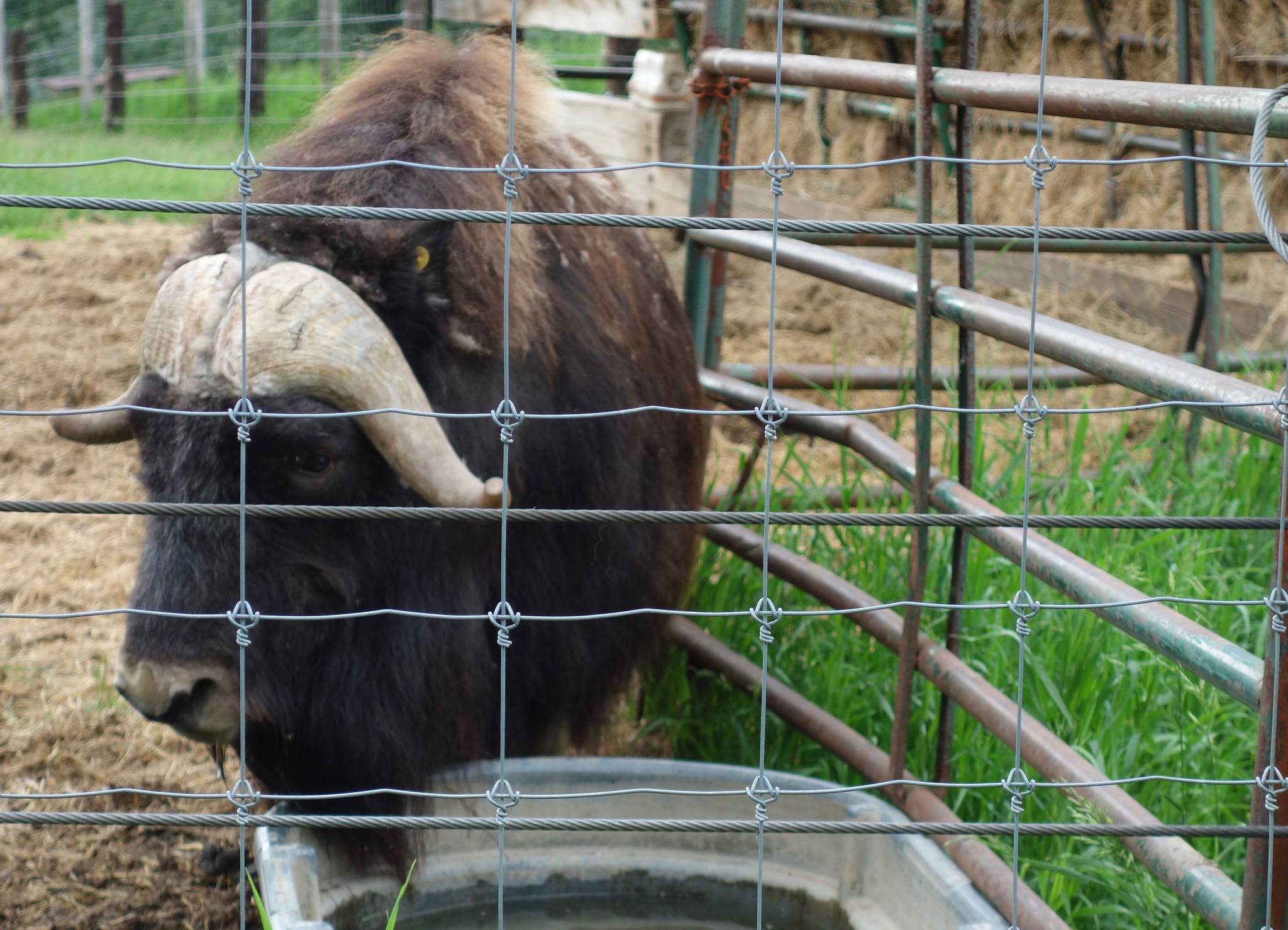This photo shows a musk ox in summer 2021 at UAF’s Robert White Large Animal Research Station in Fairbanks. (Courtesy Photo / Ned Rozell)