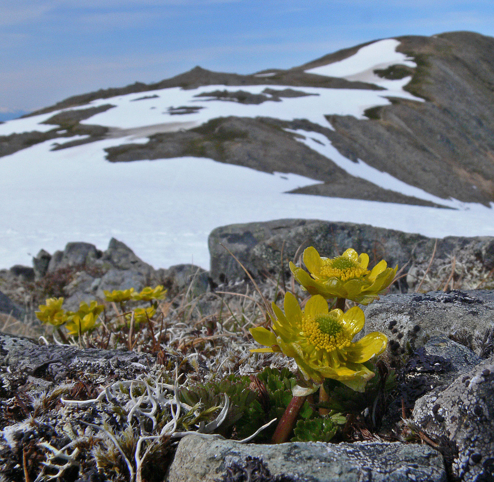 Cooleys buttercup is one of the early flowers to bloom on Mount Roberts. (Courtesy Photo / Bob Armstrong)