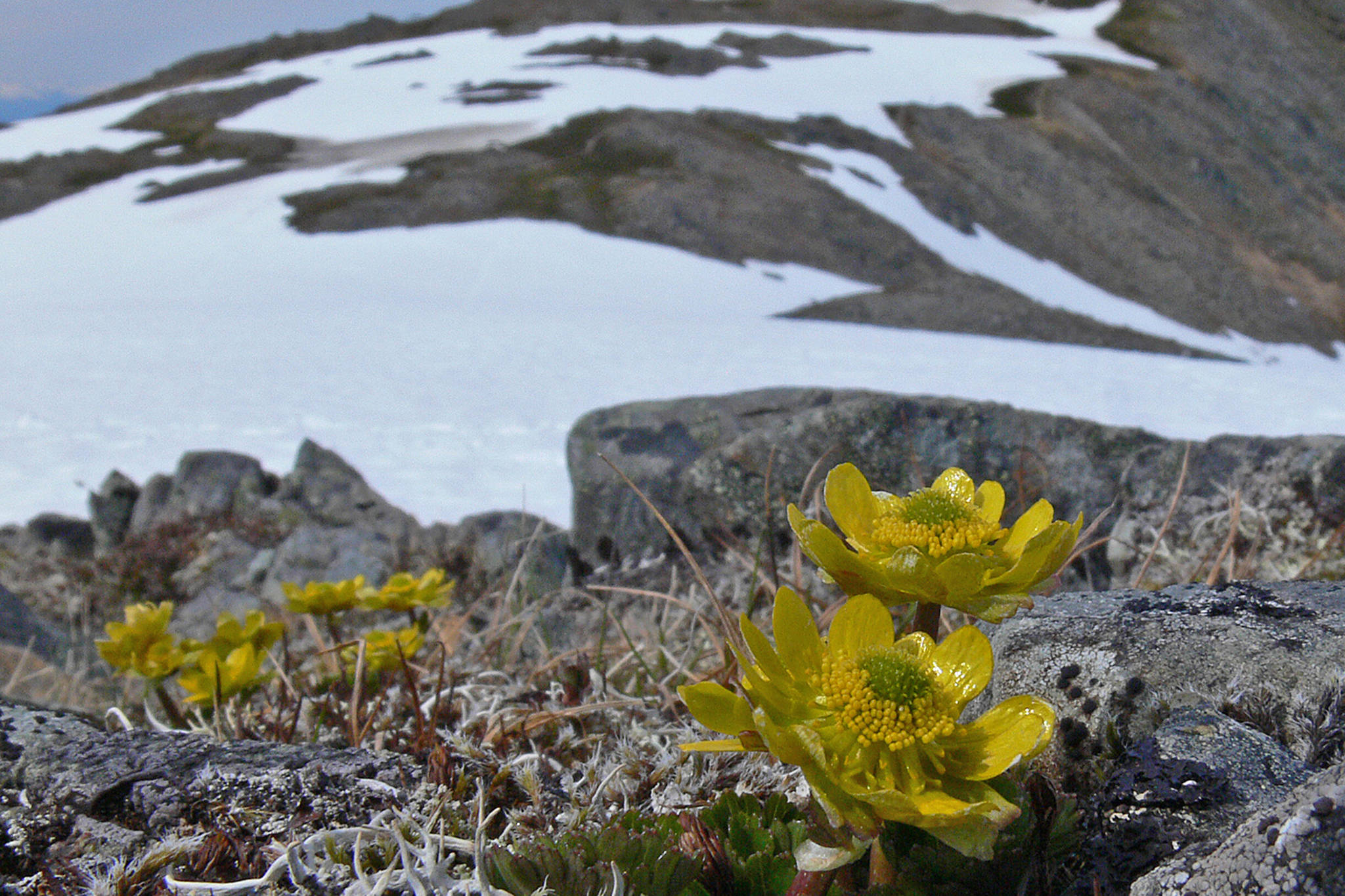 Cooley’s buttercup is one of the early flowers to bloom on Mount Roberts. (Courtesy Photo / Bob Armstrong)