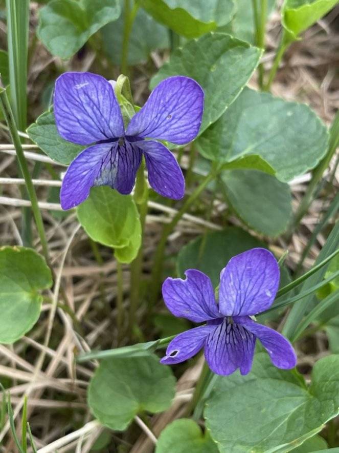 Alaska violets come just a bit later, their rich purple flower distinguishing them from other violets. (Courtesy Photo / Deana Barajas)