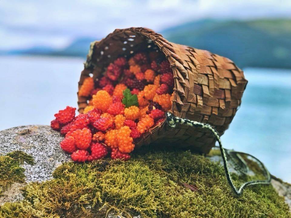 Salmonberries sit in a cedar basket woven by Faye Kohrt in Wrangell. (Vivian Faith Prescott/ For the Capital City Weekly)