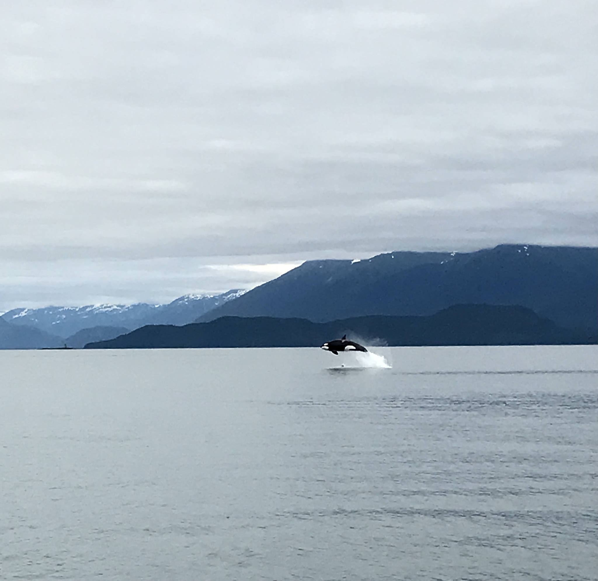 An orca breaches near Little Island on July 3. (Courtesy Photo / Steven Parker)