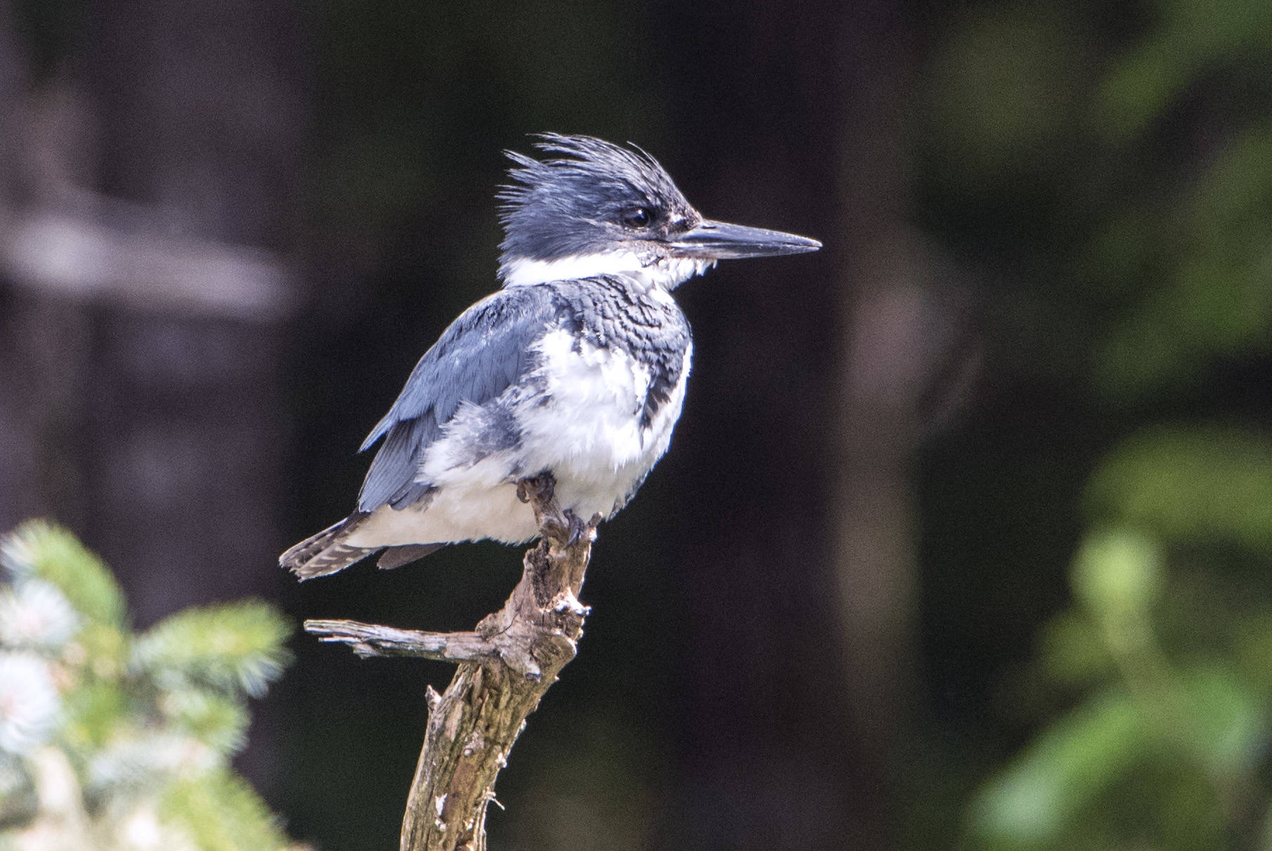 This photo shows a belted kingfisher near Peterson Creek. (Courtesy Photo / Kenneth Gill, gillfoto)
