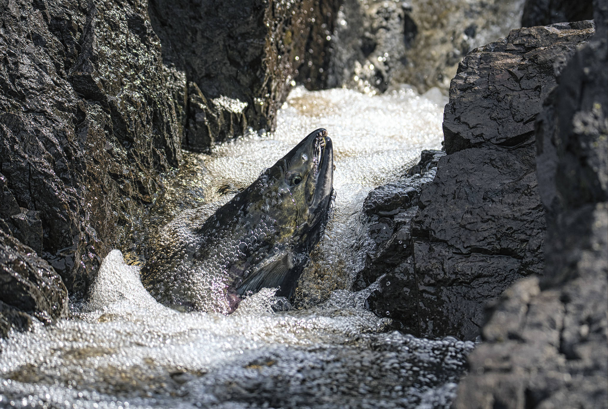 A chum (dog) salmon swims in the “canyon of death,” at the salt chuck at Amalga Harbor. (Courtesy Photo / Kenneth Gill, gillfoto)