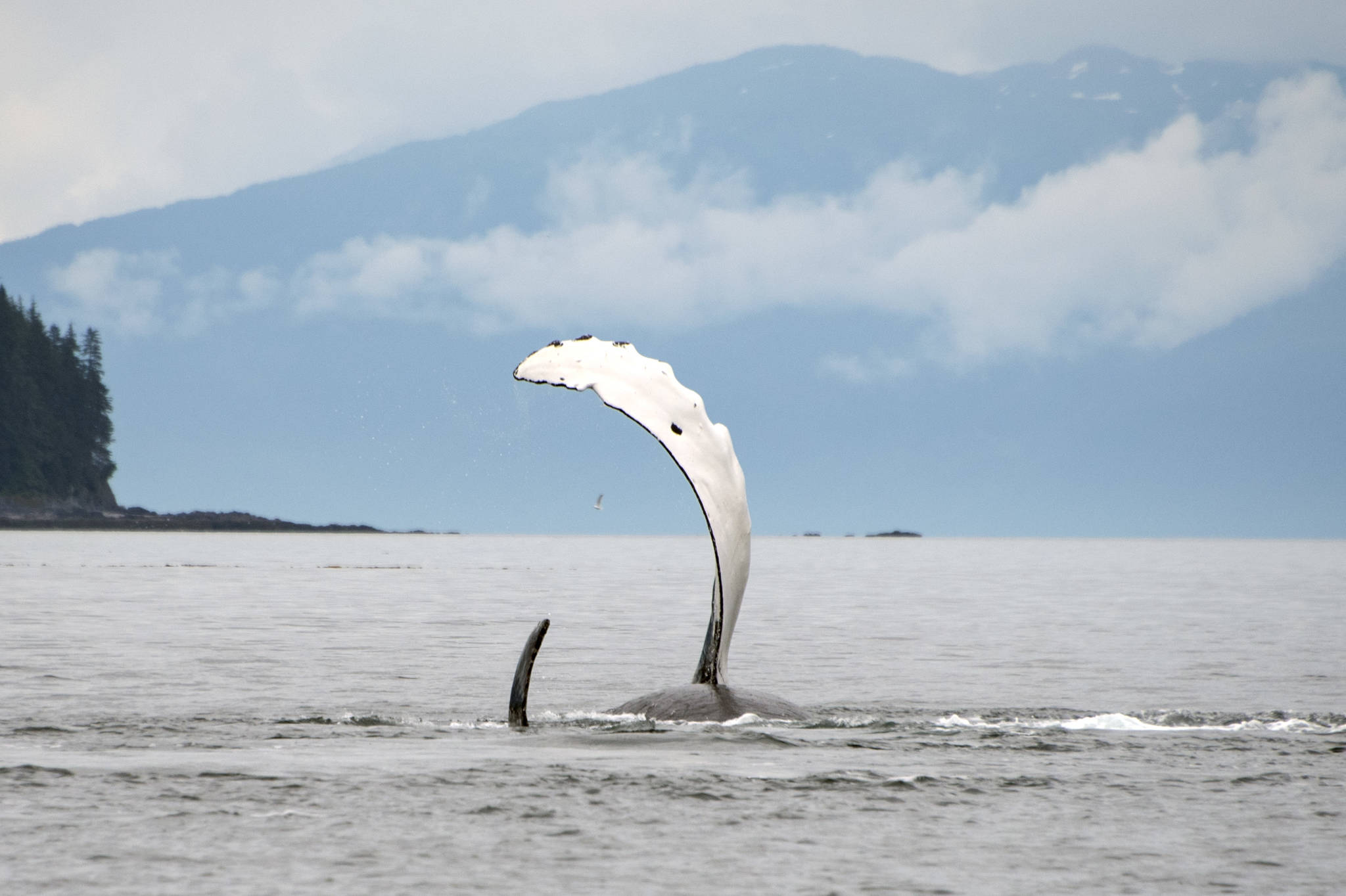 Humpback whales roll with pectoral fins above the water, just outside Tenakee Inlet on July 18. (Courtesy Photo / Kenneth Gill, gillfoto)